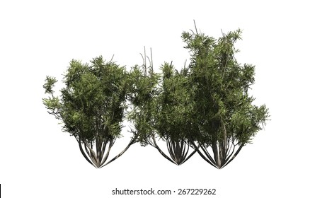 6,940 African shrub Images, Stock Photos & Vectors | Shutterstock