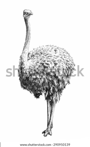 白い背景に前に向かって 長い首と脚を手描きの羽を持つ大きな鳥のアフリカのダチョウのイラスト のイラスト素材 290950139