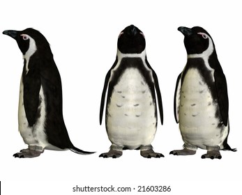 Penguin Full Growth Symmetrical Sketch Vector Stock Vector (royalty 