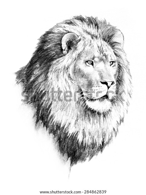 白い背景に大きな毛の多いライオンの頭と 動物の強力な王のシンボルである手描きの鉛筆のスケッチに アフリカの野生動物のイラストが描かれています の イラスト素材