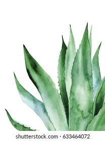 Agave Leaves. Watercolor Illustration On White. 