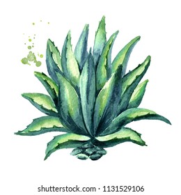 Agave Plant. Hand Drawn Watercolor Illustration, Isolated On White Background