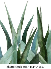  Agave Plant. Watercolor Illustration
On White.