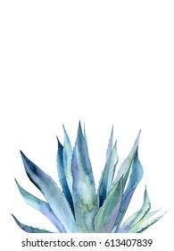 Agave Plant. Watercolor Illustration On White.