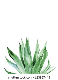 Agave Plant. Watercolor Illustration On White.