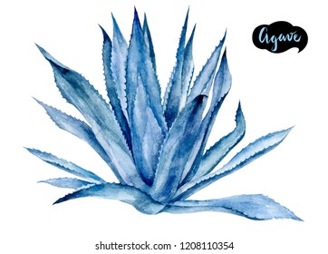 Agave Watercolor Hand Drawn Illustration Isolated On White