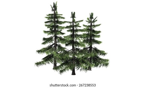 Alaska Cedar Tree Cluster Isolated On Stock Illustration 267238553 ...