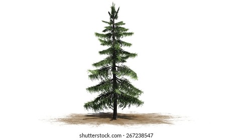 Alaska Cedar Tree - Isolated On White Background