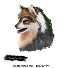 Alaskan Klee Kai Dog Breed Digital Art Illustration Isolated On White Background. Cute Domestic Purebred Animal. Portrait Of Alaskan Pedigree, Profile View Of Long Haired Doggy Purebred Print