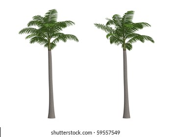 Alexander Palm Tree High Res Stock Images Shutterstock