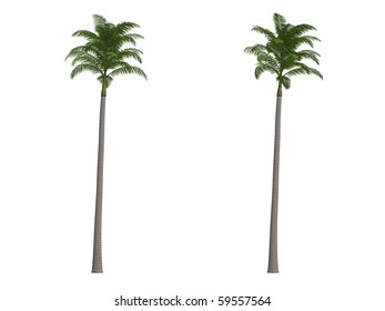 Alexander Palm Images Stock Photos Vectors Shutterstock