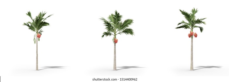 Alexander Palm Images Stock Photos Vectors Shutterstock