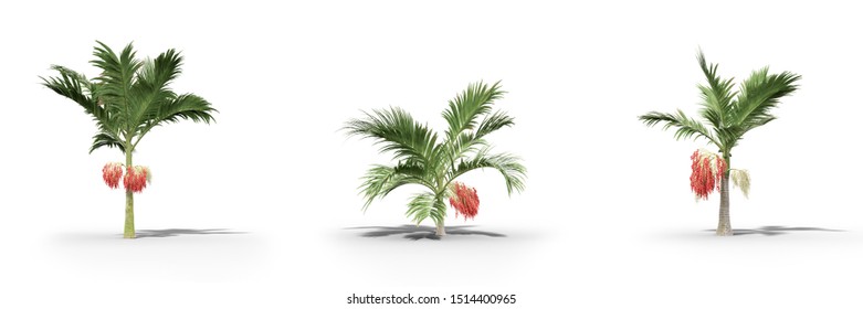 Alexander Palm Images Stock Photos Vectors Shutterstock