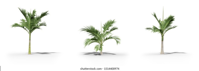 Alexander Palm Images Stock Photos Vectors Shutterstock