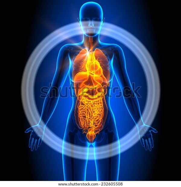 Female Internal Organs Anatomy - Human Woman Skeleton And Internal