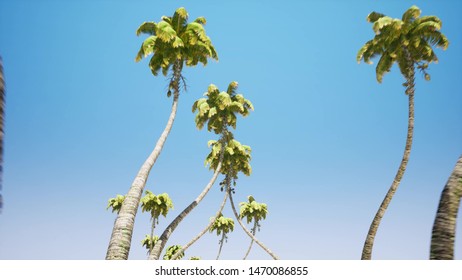 Alley Of Palm Trees 3d Render