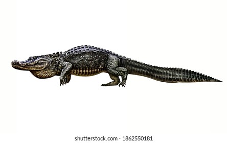 Alligator Alligator Mississippiensis Realistic Drawing Illustration ...