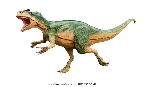 Allosaurus Fragilis With Attack Or Aggressive Pose Isolated On White Background. Dinosaur Realistic And Scientific Reconstitution. 3D Rendering Illustration.