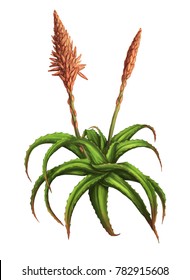 Aloe Plant Illustration