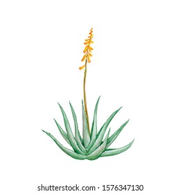 Aloe Vera, Drawing By Colored Pencils, , Hand Drawn Illustration