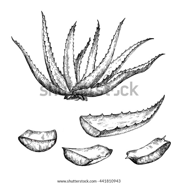 Aloe Vera Plant Botanical Drawing Hand Stock Illustration 441810943