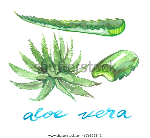Aloe Vera Plant Cut Leaves Hand Stock Illustration 676833841