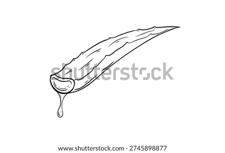 aloe vera slice digital drawing illustration isolated