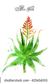 Aloe Vera. Watercolor Medicinal Herbs