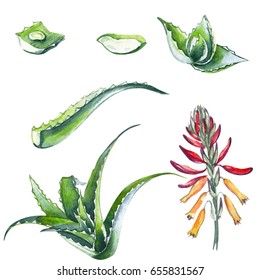 Aloe Watercolor Botanical Illustration