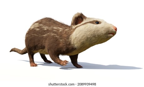 Alphadon, small extinct mammal from the Late Cretaceous that lived alongside dinosaurs, isolated on white background, 3d render