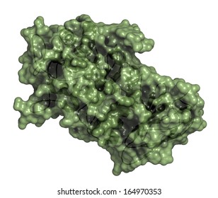 Alpha-galactosidase (Agalsidase) Enzyme. Cause Of Fabry's Disease. Administered As Enzyme Replacement Therapy. Cartoon Model & Semi-transparent Surface.