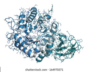 Alpha-galactosidase (Agalsidase) Enzyme. Cause Of Fabry's Disease. Administered As Enzyme Replacement Therapy. Cartoon & Wire Representation. Chain Gradient Coloring.