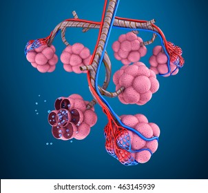 Alveoli Anatomy Human Respiratory System Blood Stock Illustration ...