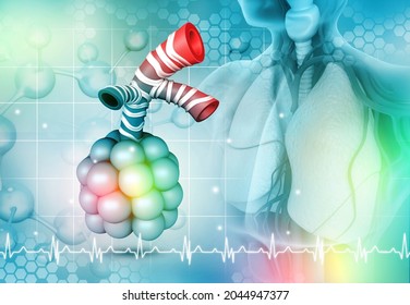 Alveoli Anatomy. Tiny Air Spaces In The Lungs Through Which Exchanges Oxygen And Carbon Dioxide. 3d Illustration