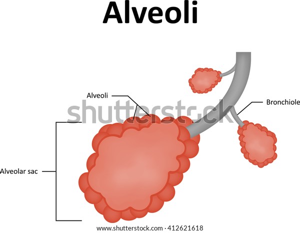 Alveoli Labelled Diagram Stock Illustration 412621618