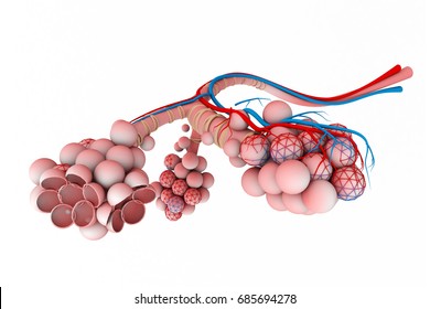 Alveoli in lungs. 3d illustration