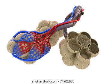 Alveoli Lungs Blood Saturating By Oxygen Stock Illustration 74901883 ...