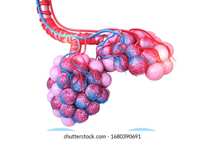 6,695 Alveoli Images, Stock Photos & Vectors | Shutterstock