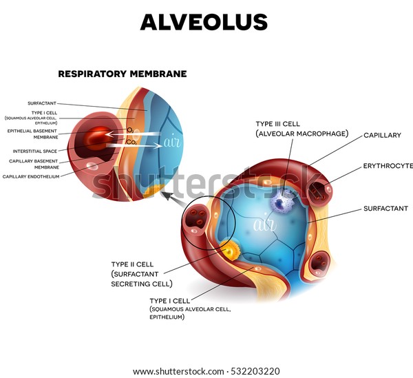 Alveolus Anatomy Respiratory Membrane Alveolus Oxygen Stock ...