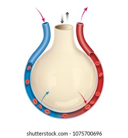 Alveolus Gas Exchange