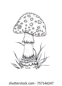 Amanita Sketch Ink Poisonous Mushrooms Vintage Stock Illustration 757146247