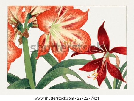 Amaryllis flower. Japanese style flower illustration.