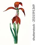 Amaryllis Formosissima by C.J. Kruimel (1817). Red floral plant illustration. Vintage red botanical flower art drawing illustration, old painting art print of red flower.