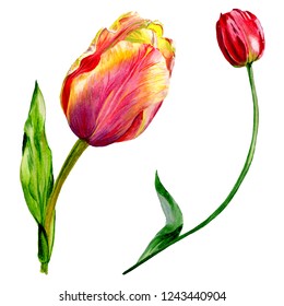 Watercolor Set Drawing Red Tulip Leaves Stock Illustration 598021301