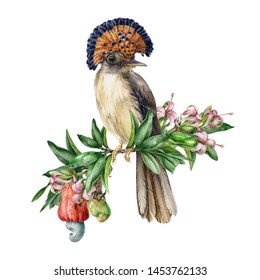  Amazon Paradise Flycatcher Sitting On The Branch Of Cashew Nut Tree Watercolor Illustration. Hand Painted Beautiful Bird Surrounded By Flowers And Leaf Of Anacardium Occidenta.