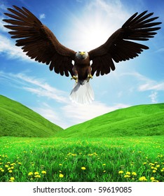 american bald eagle attacking