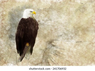 American bald eagle digital watercolor illustration