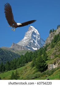 American Bald Eagle Flying Away