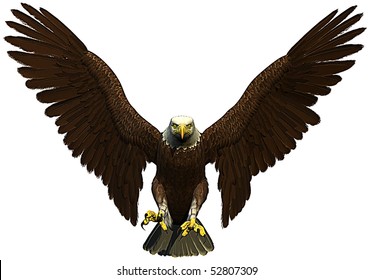 American Bald Eagle Flying Front