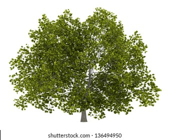 American Beech Tree Isolated On White Background